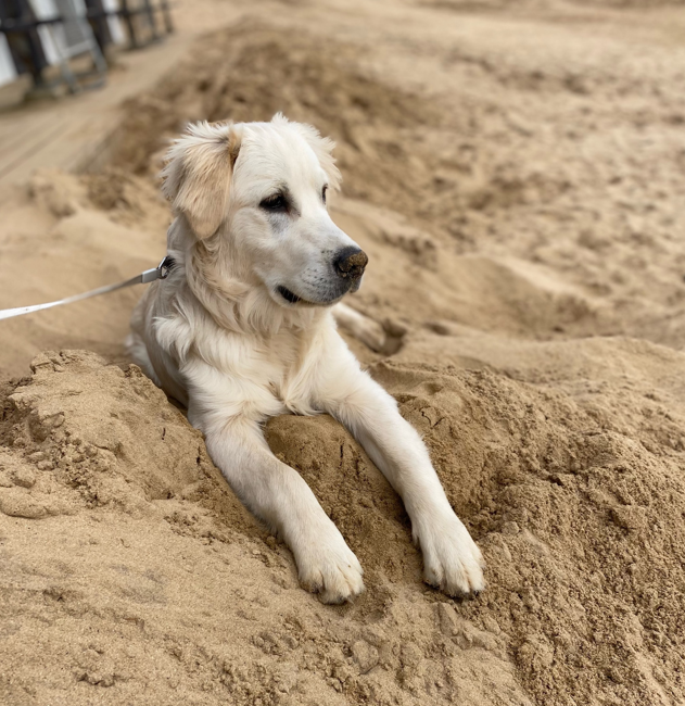 Hudson on the beach