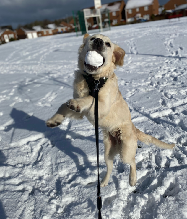Hudson playing with a snowball