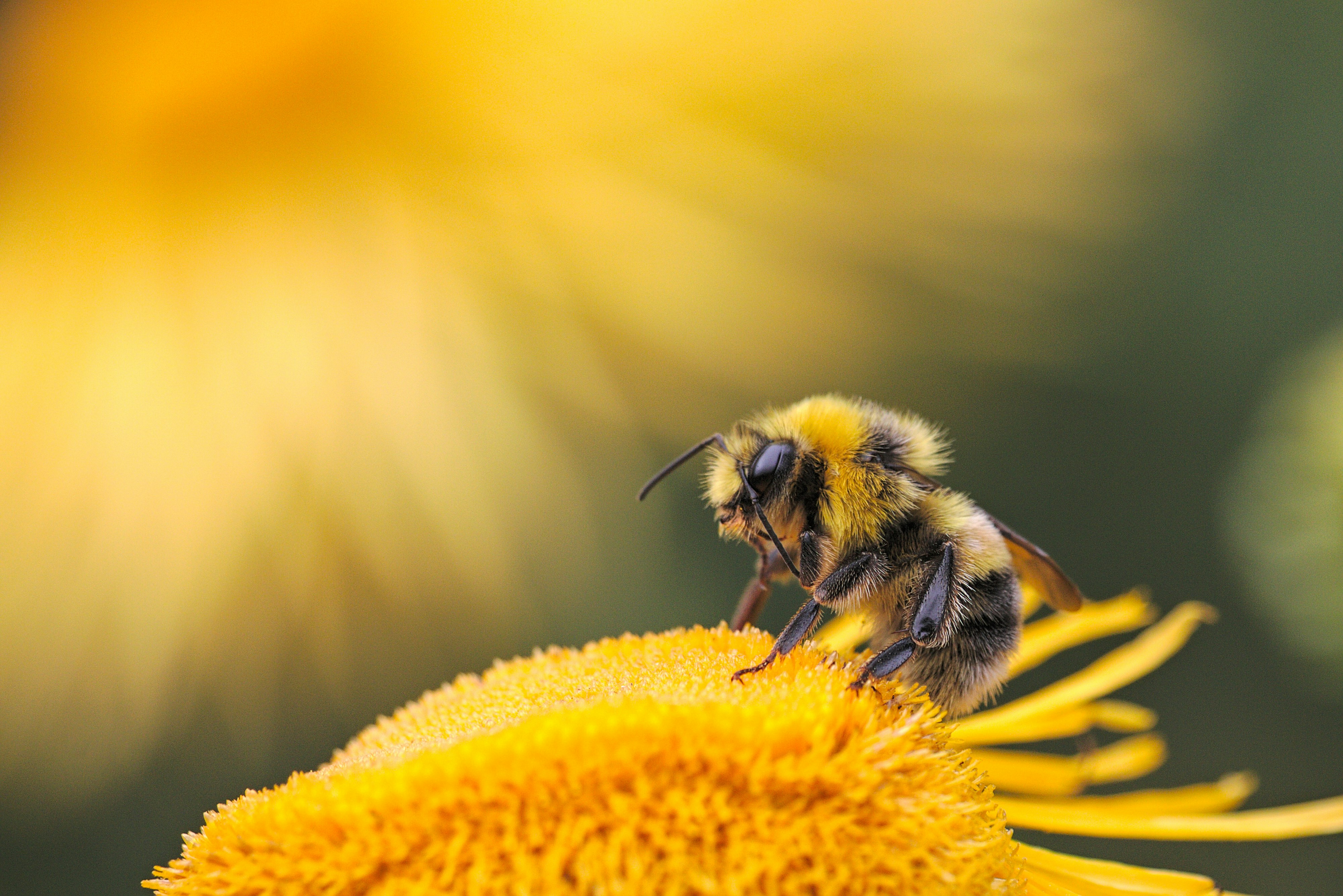 bee