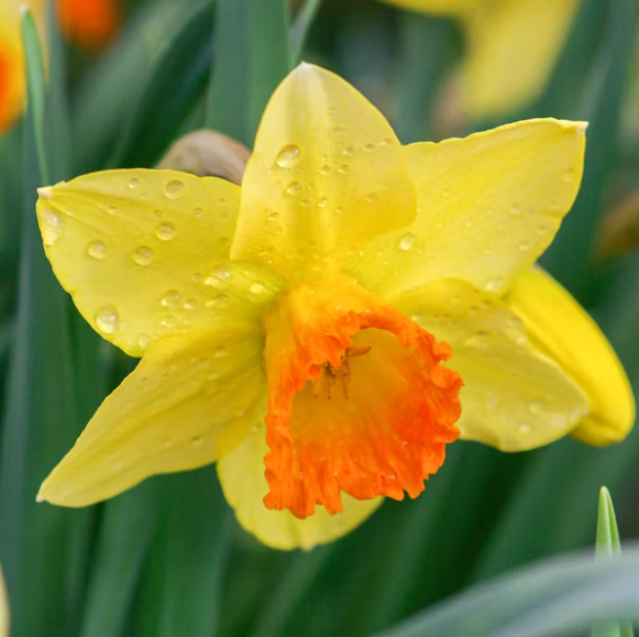 daffodil