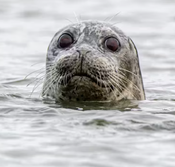 seal