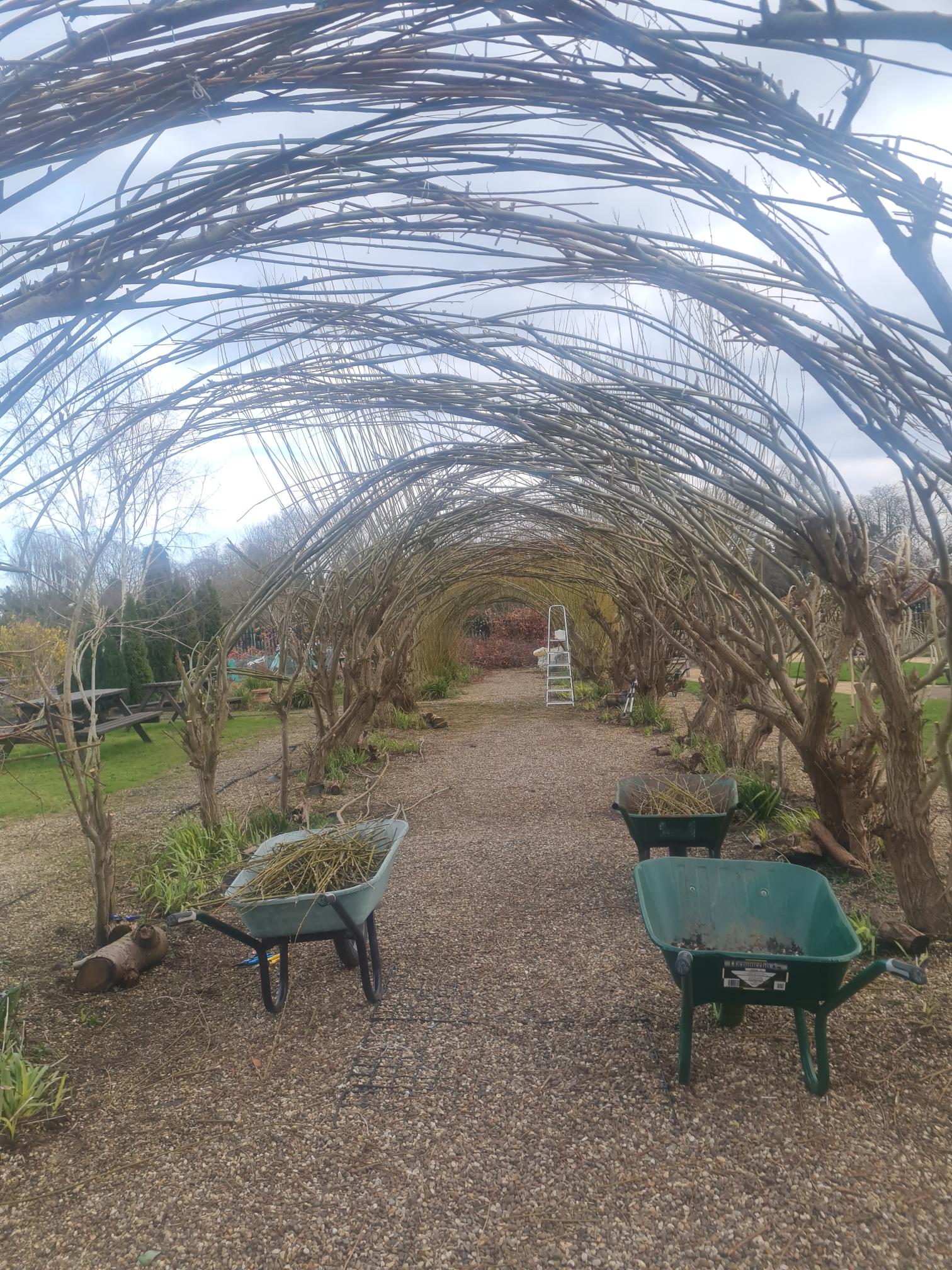 Willow tunnel