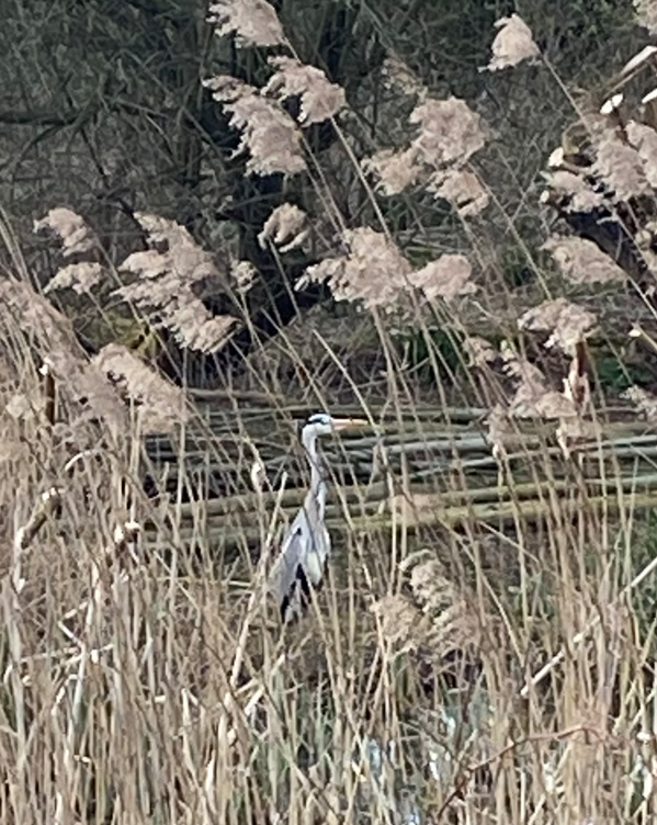 Heron