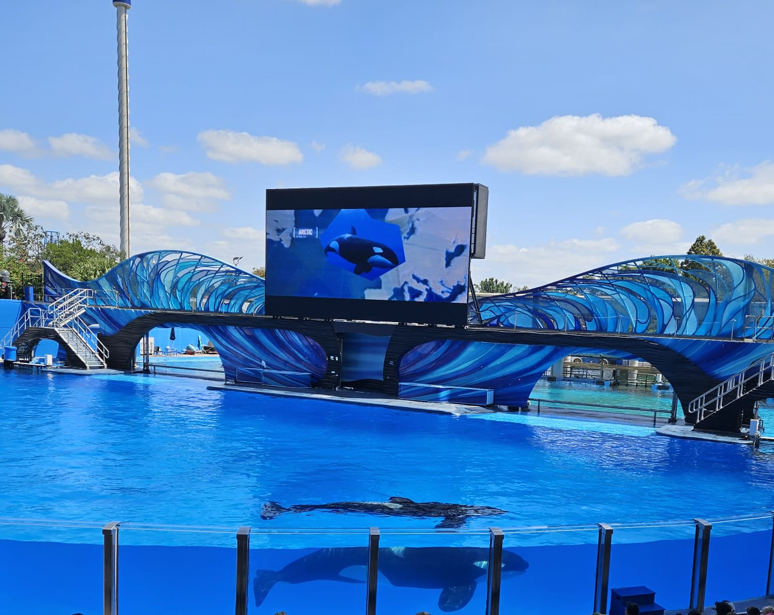 Orcas swimming under water