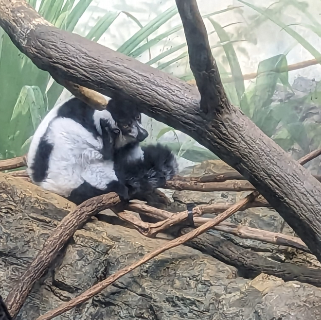 Lemur