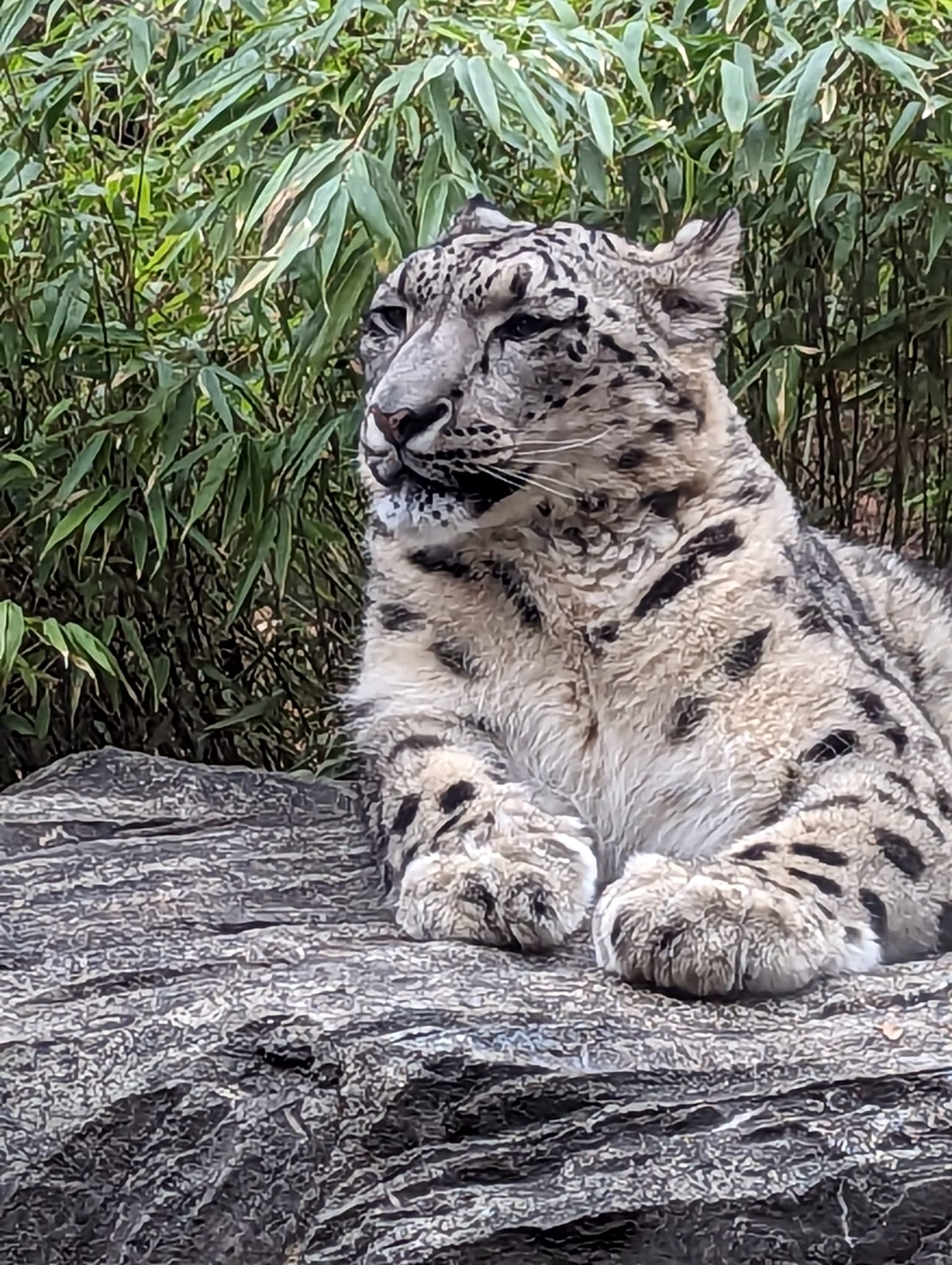 Snow leopard