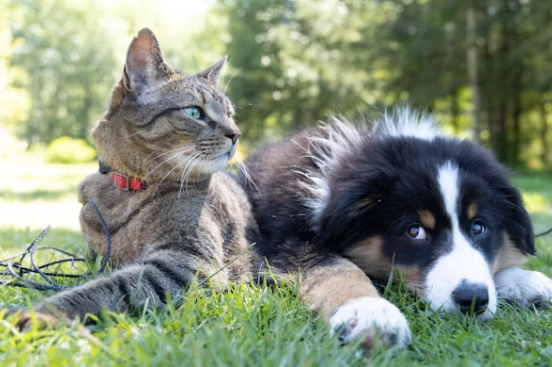 cat and dog