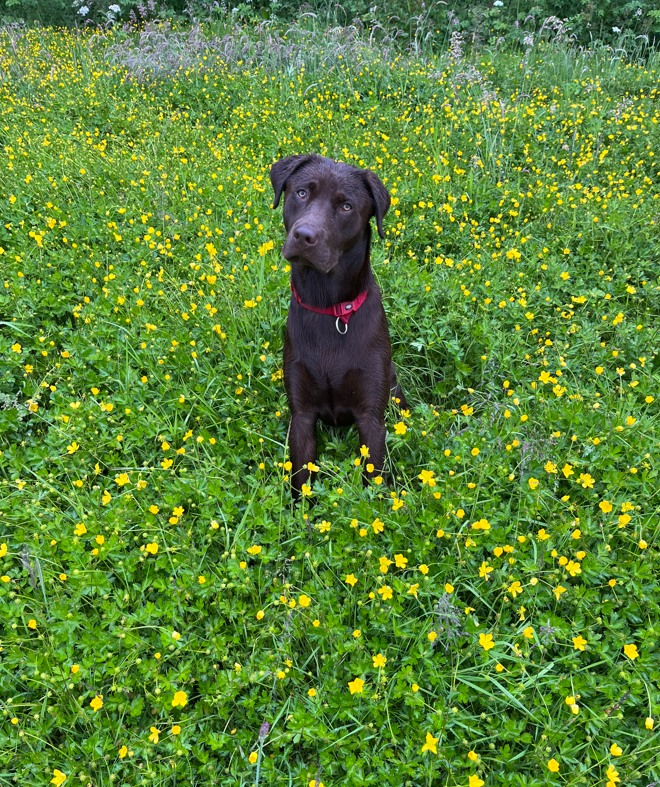 chocolate brown labrador