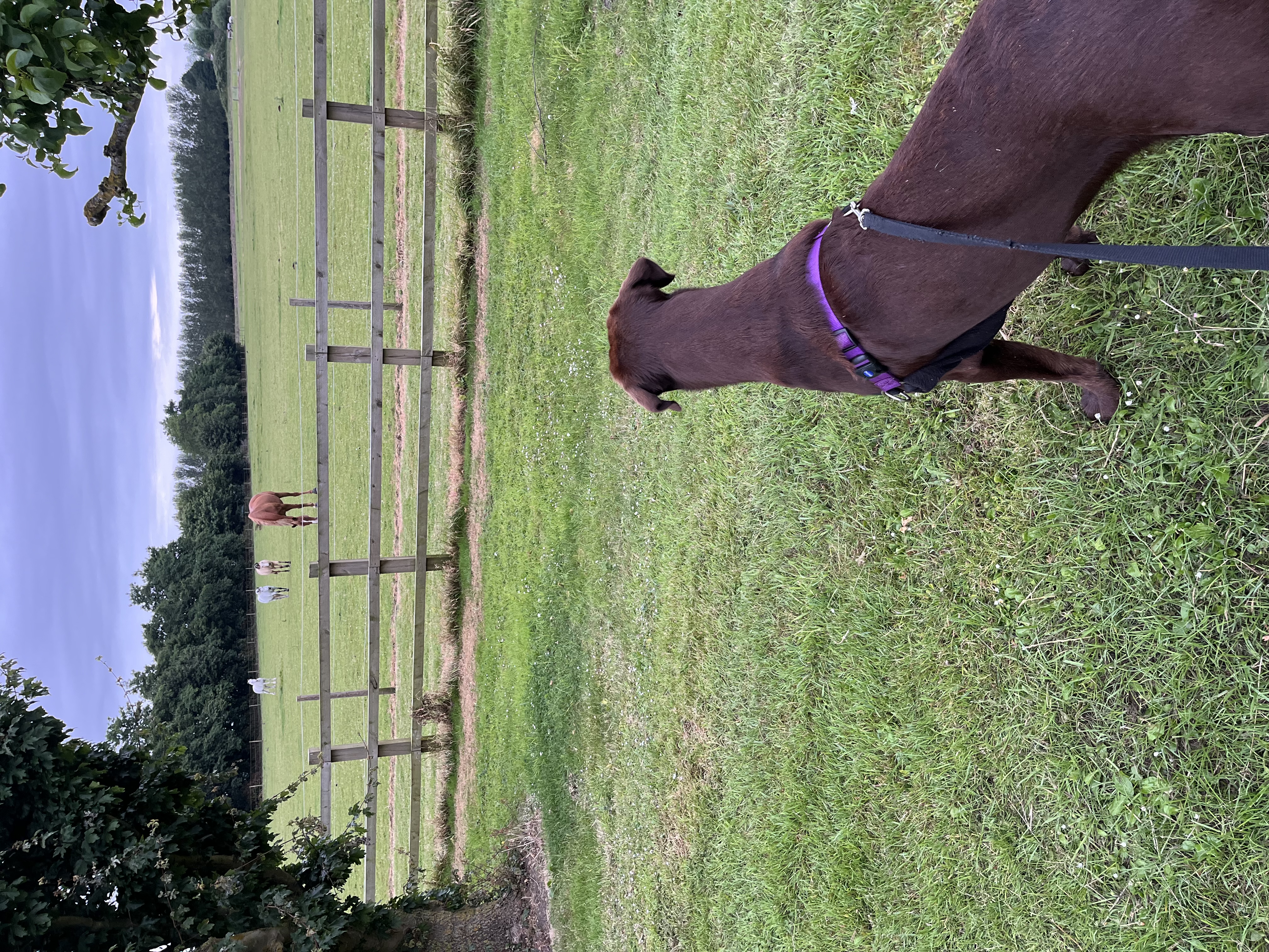 Max looking at horses