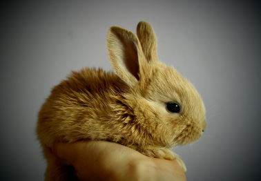 rabbit