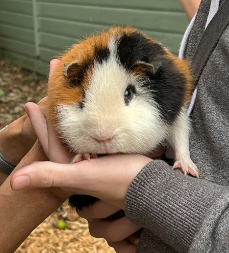 Guinea pig