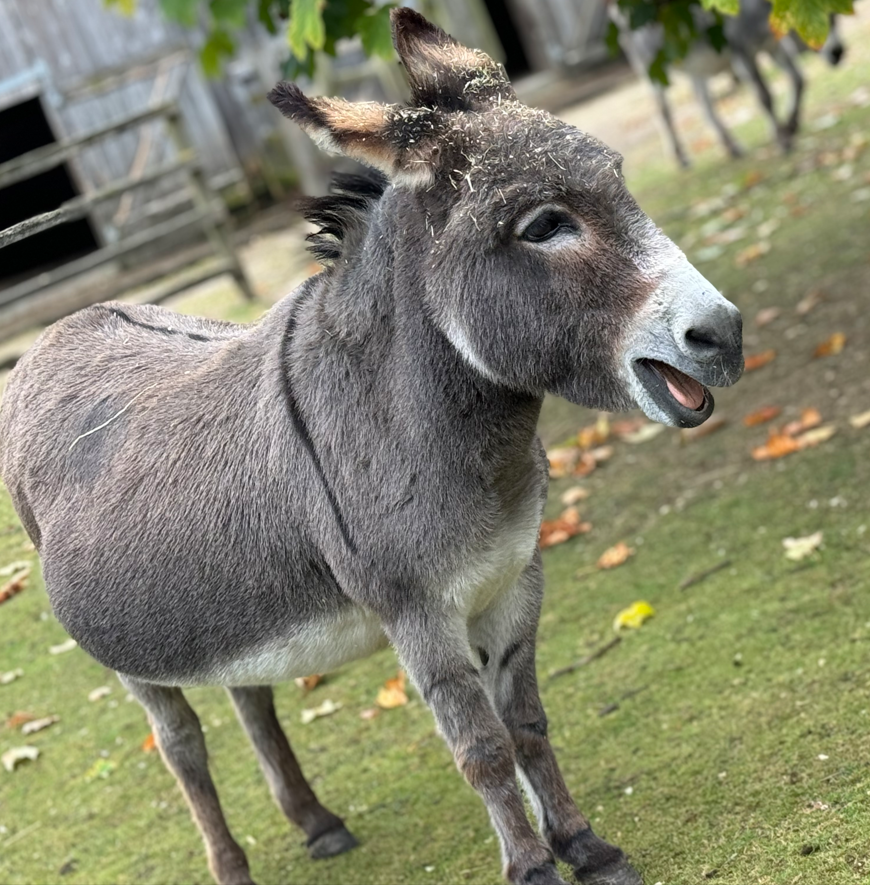 donkey