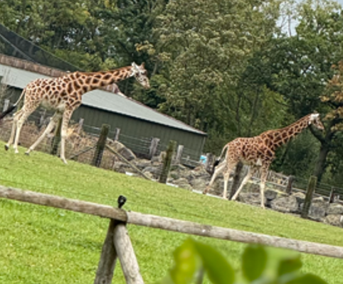 giraffes