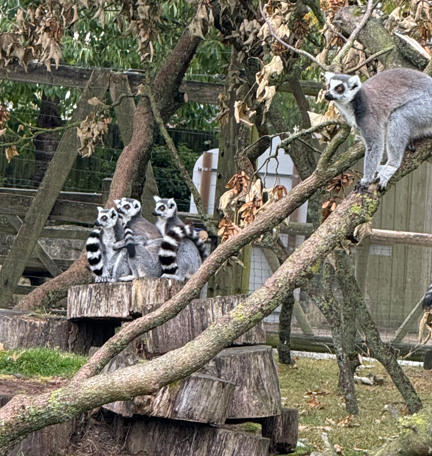 leemurs