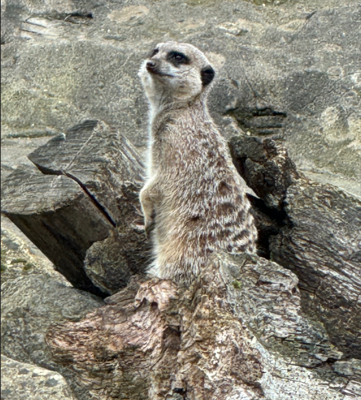 Meerkat