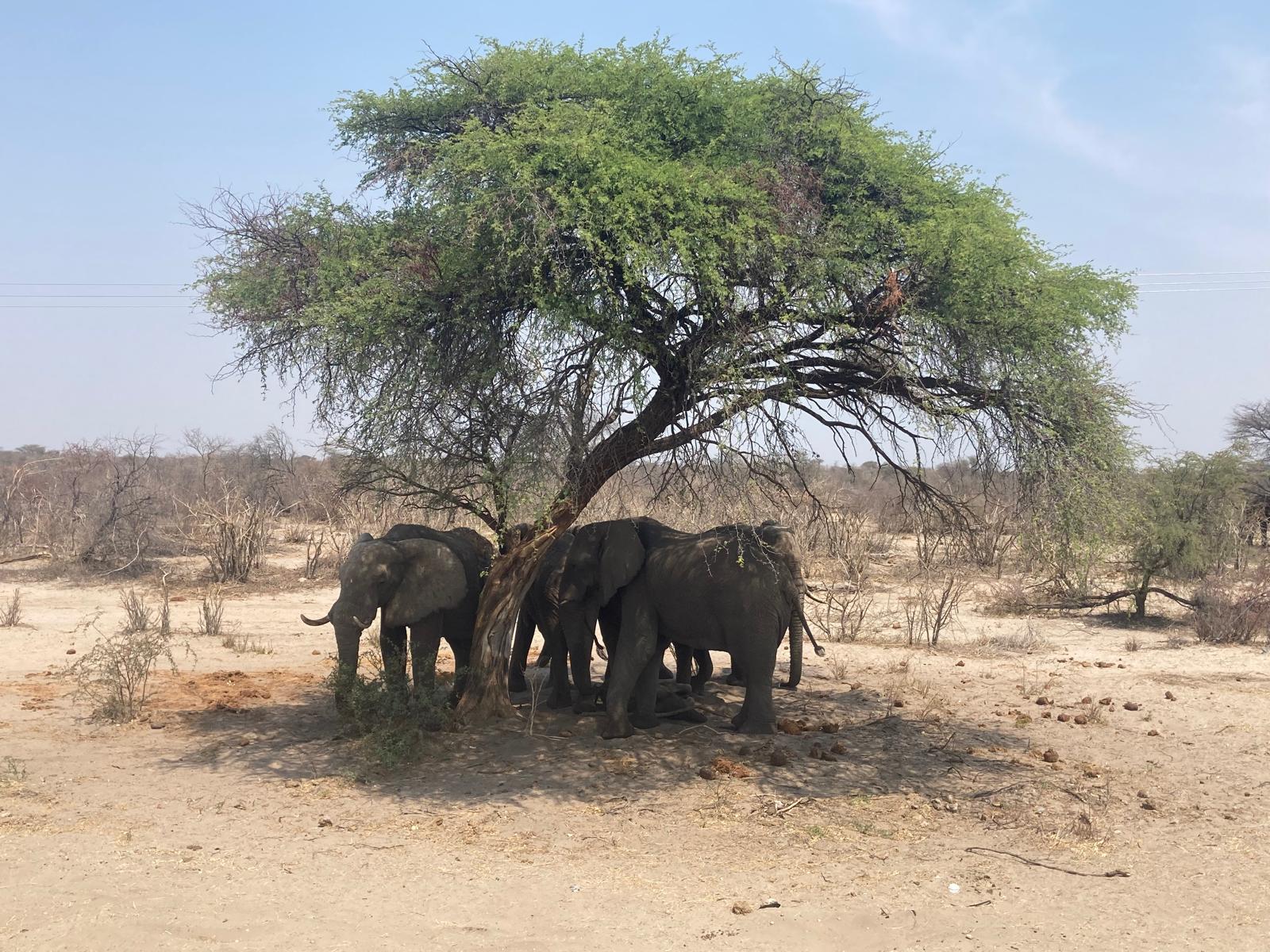 Elephants