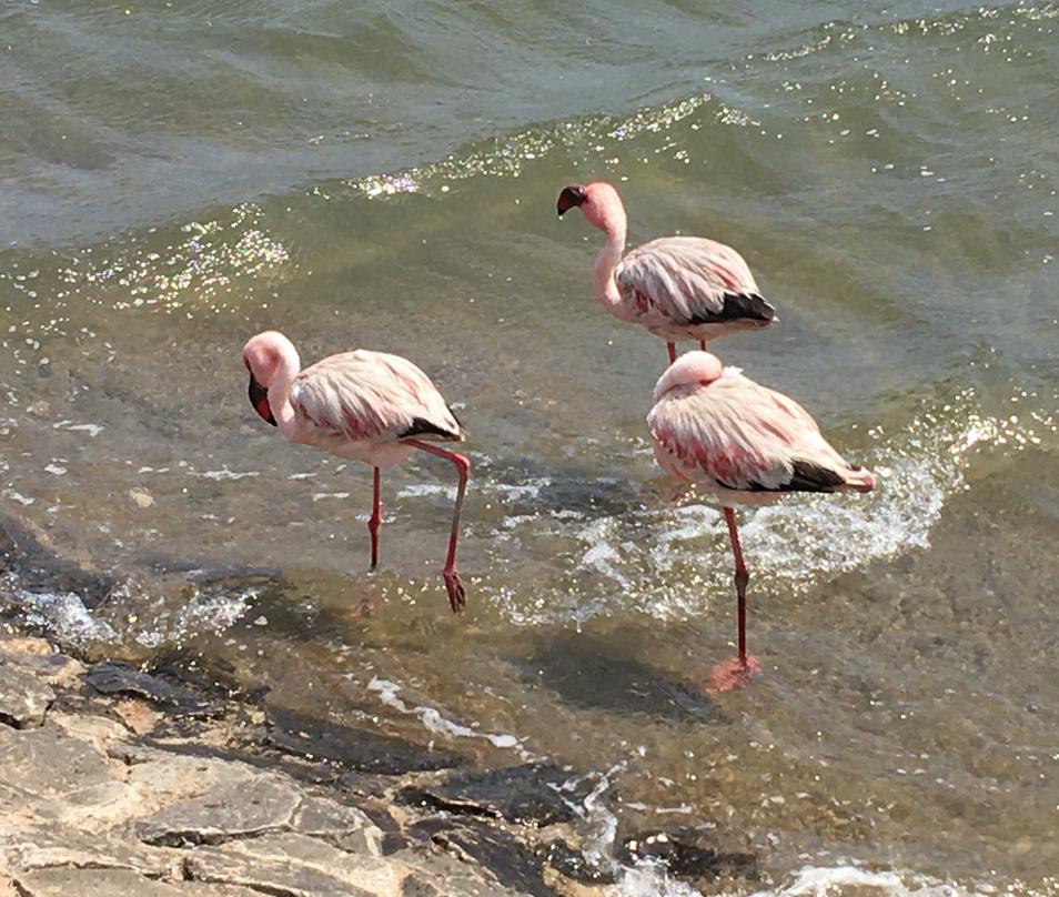 Flamingoes