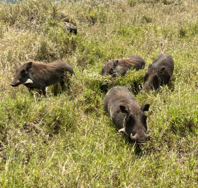 warthogs