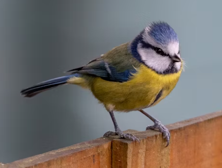 blue tit