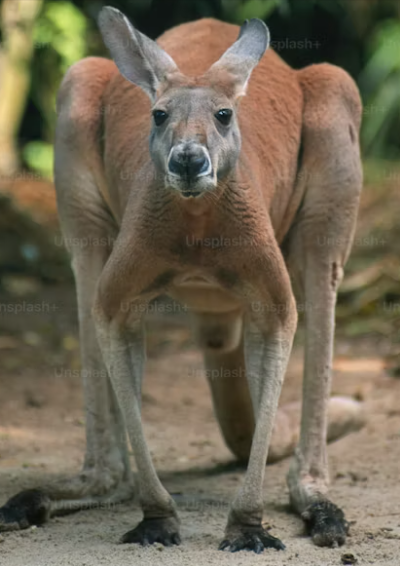 kangaroo