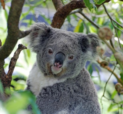 koala