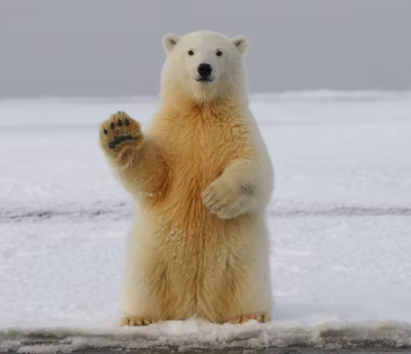 polar bear