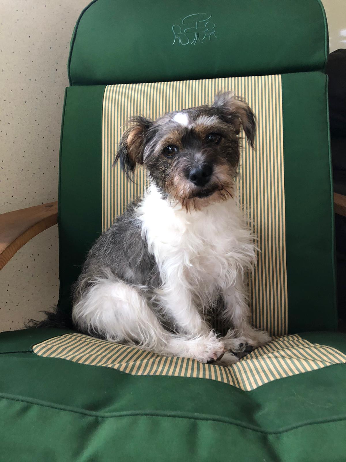 dog