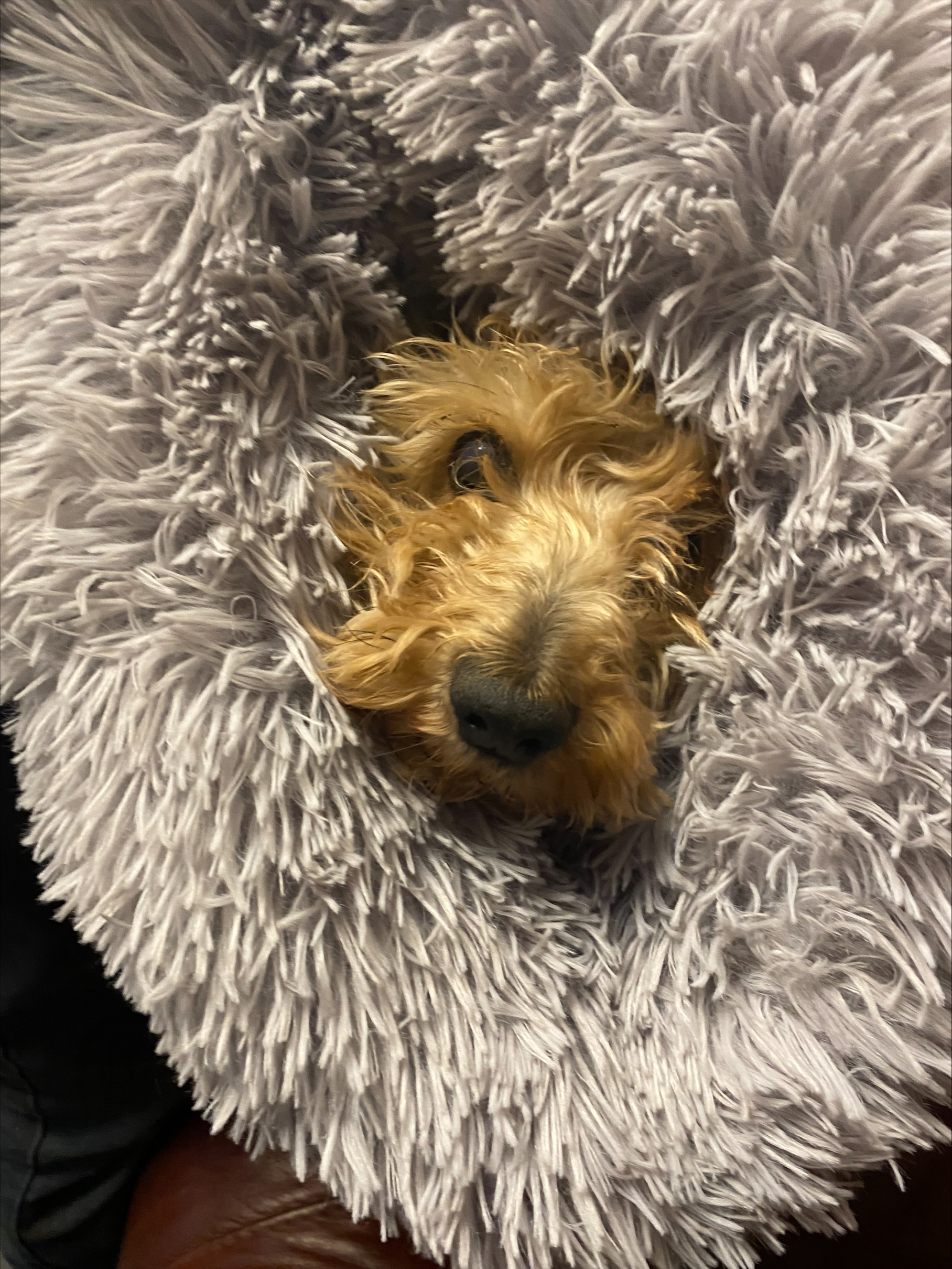 dog