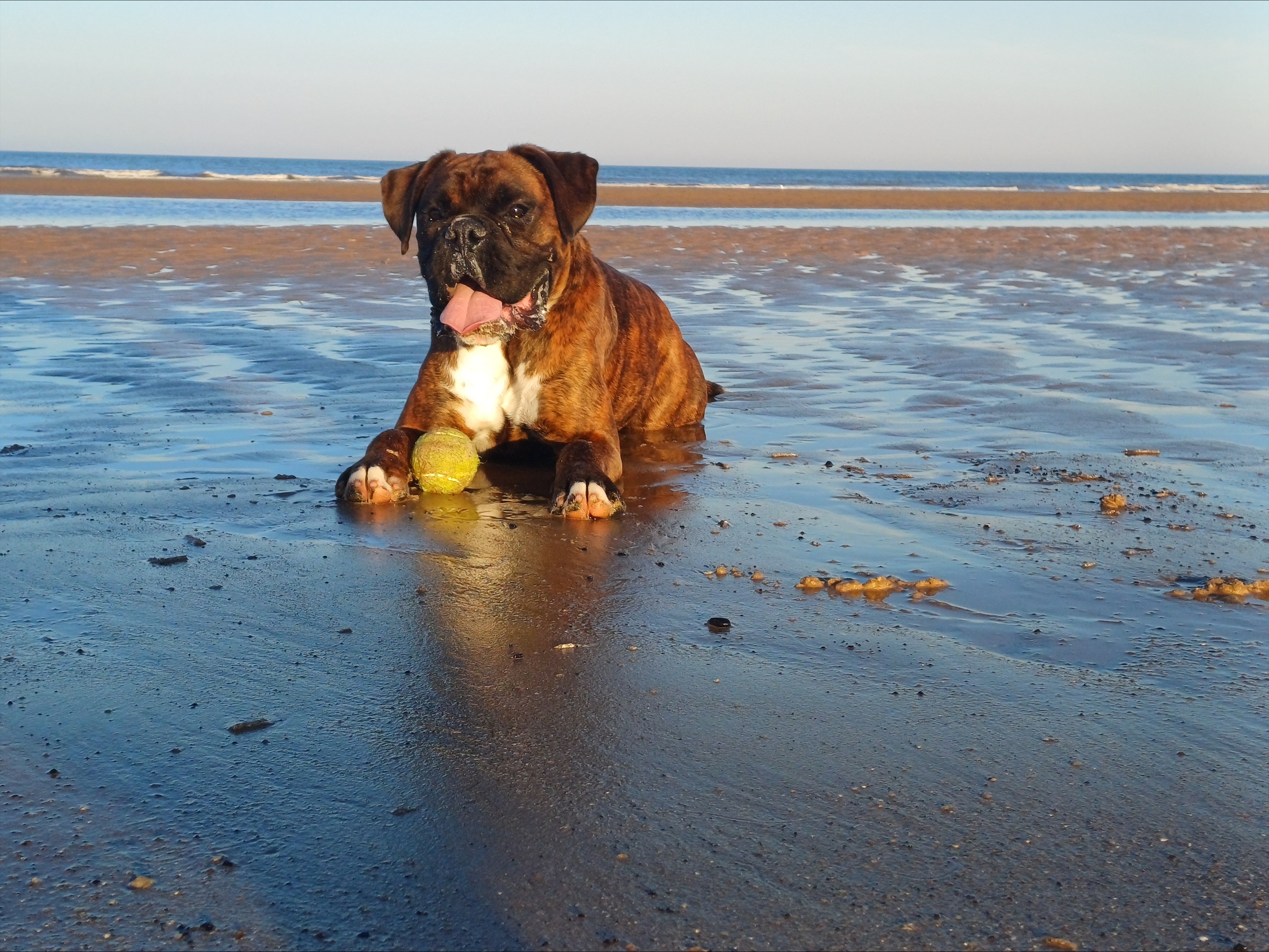 dog on a beach