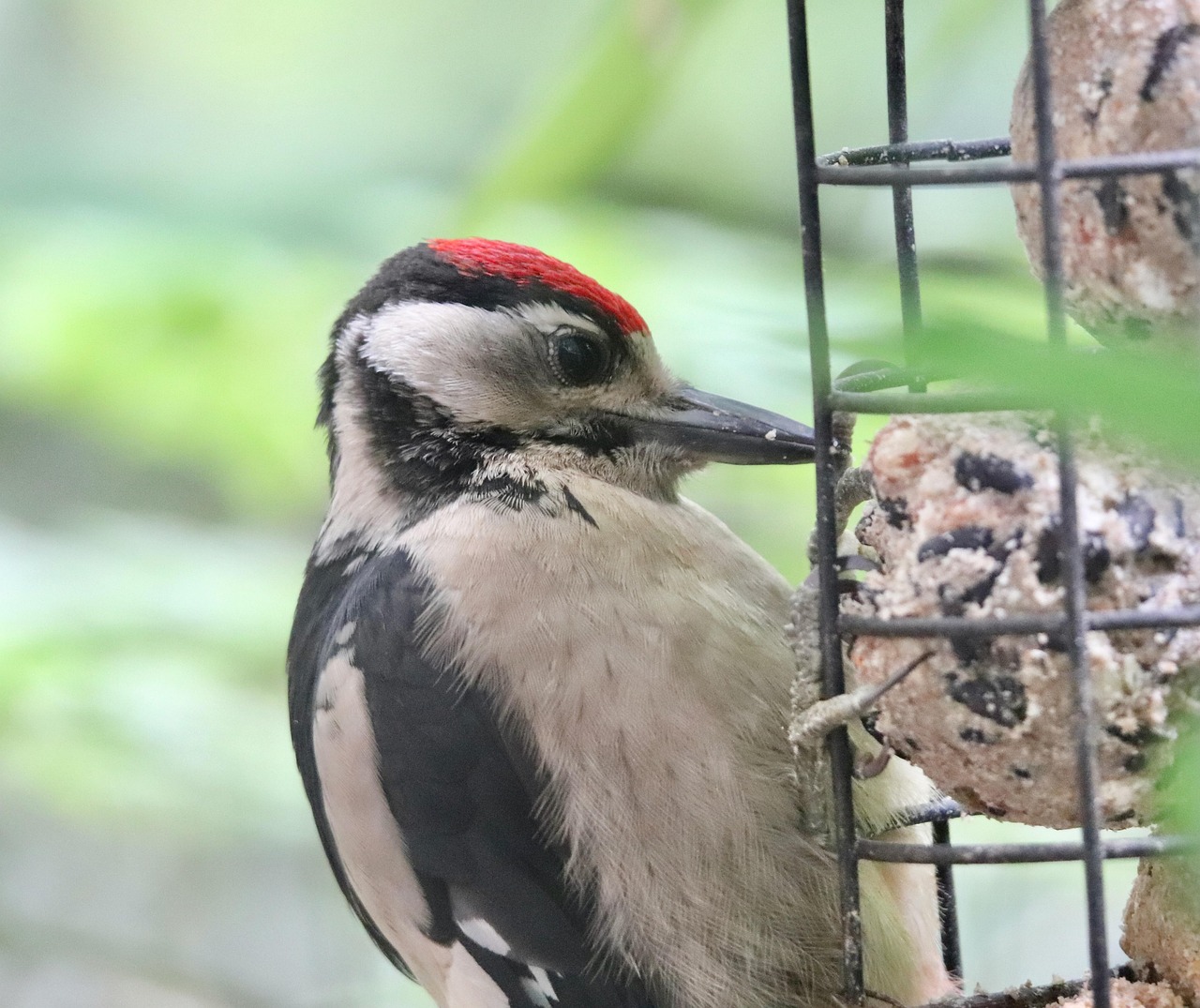 woodpecker