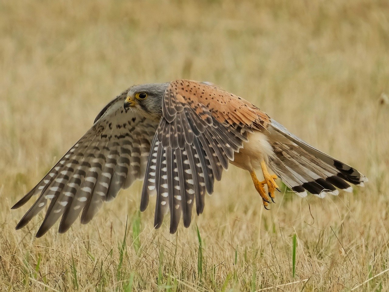 falcon