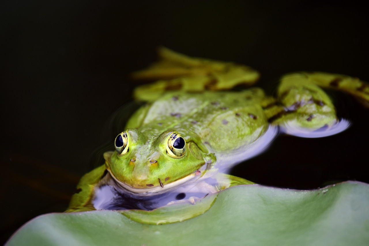 frog