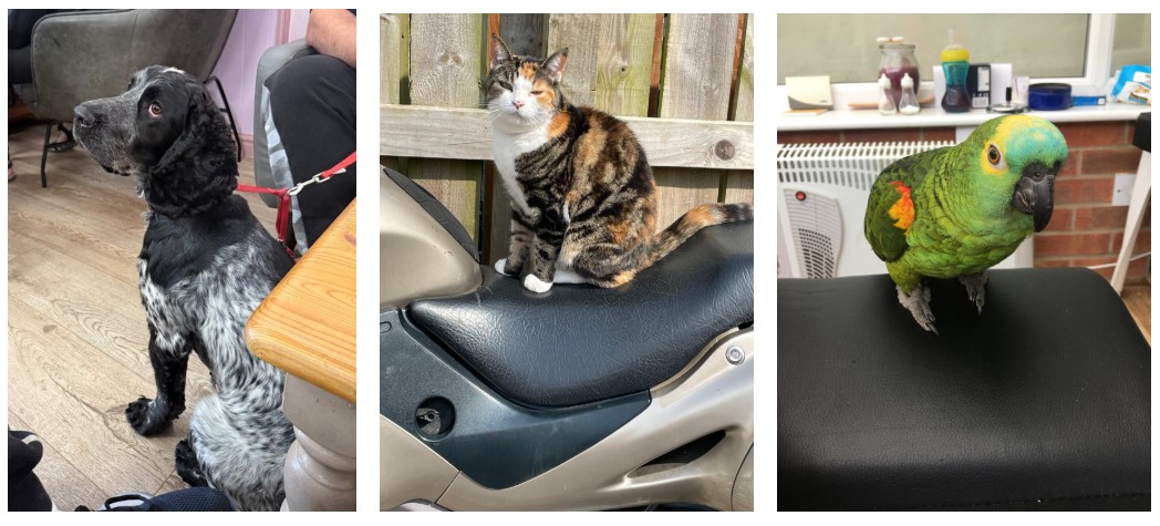 pets