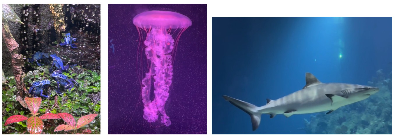 the deep