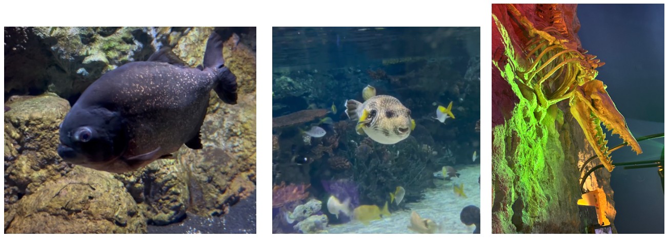 The deep
