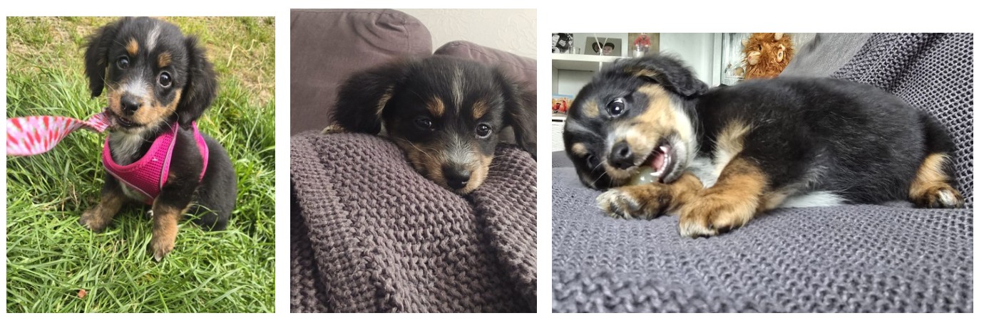puppy