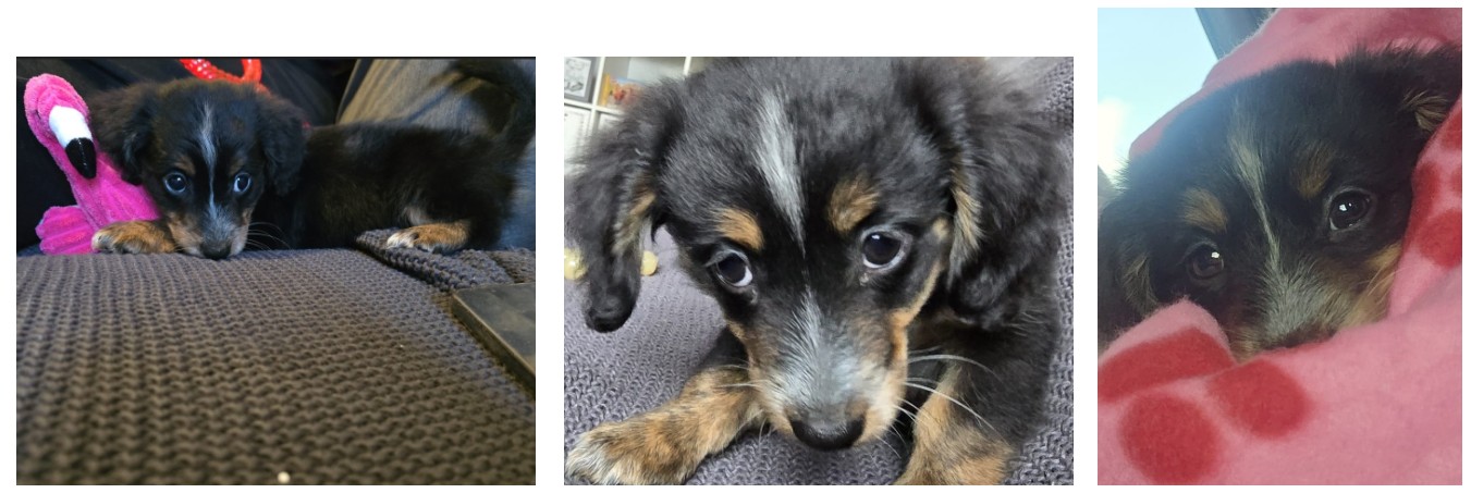 puppy