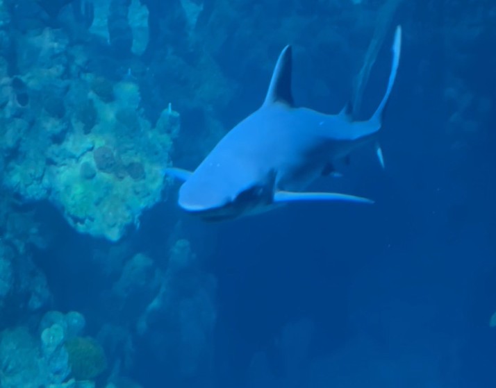 blue shark