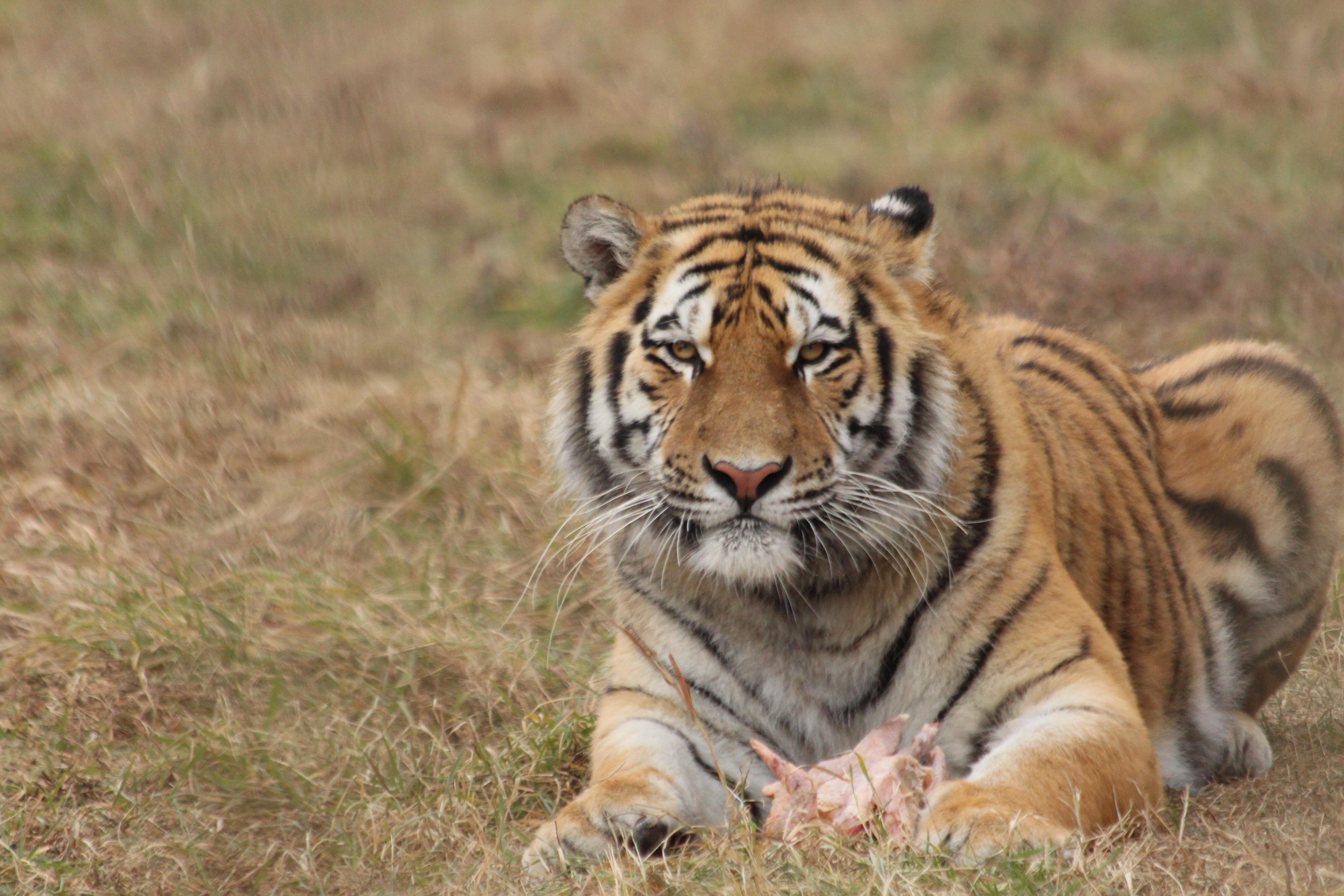 tiger