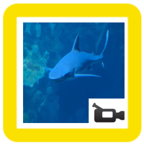 Shark