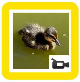 Duckling