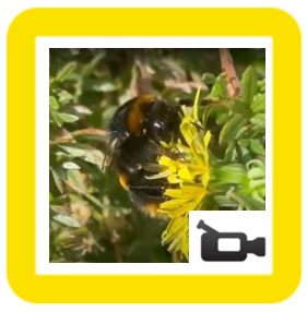 Honey bee