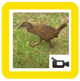 bird