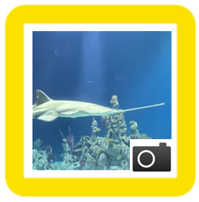 shark