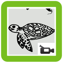 Turtle drawing