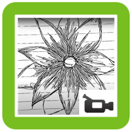 Summer Flower Sketch