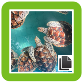 10 Facts about Turtles