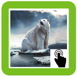 polar bear
