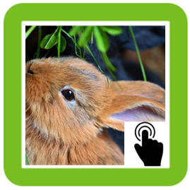 Brown rabbit