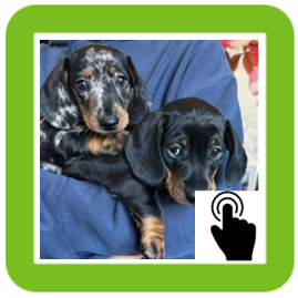 puppies